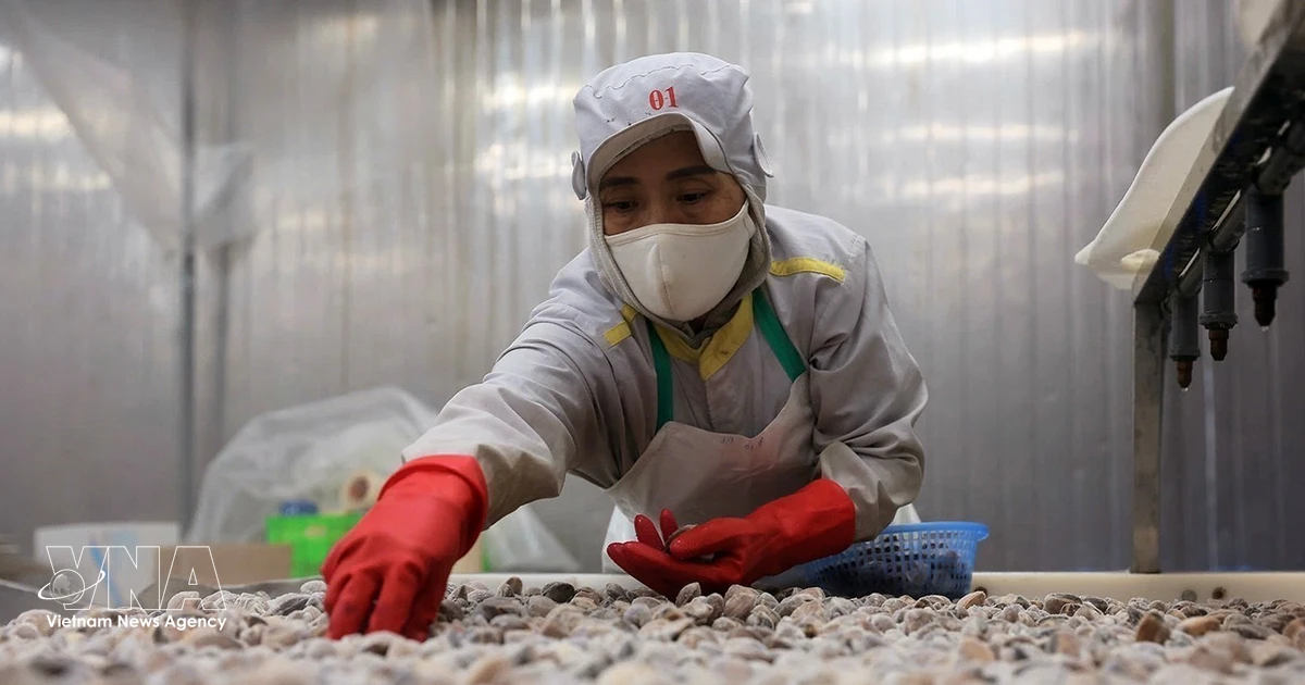 Vietnam Pursues Multifaceted Approach to Boost Agro-Forestry-Fishery Exports