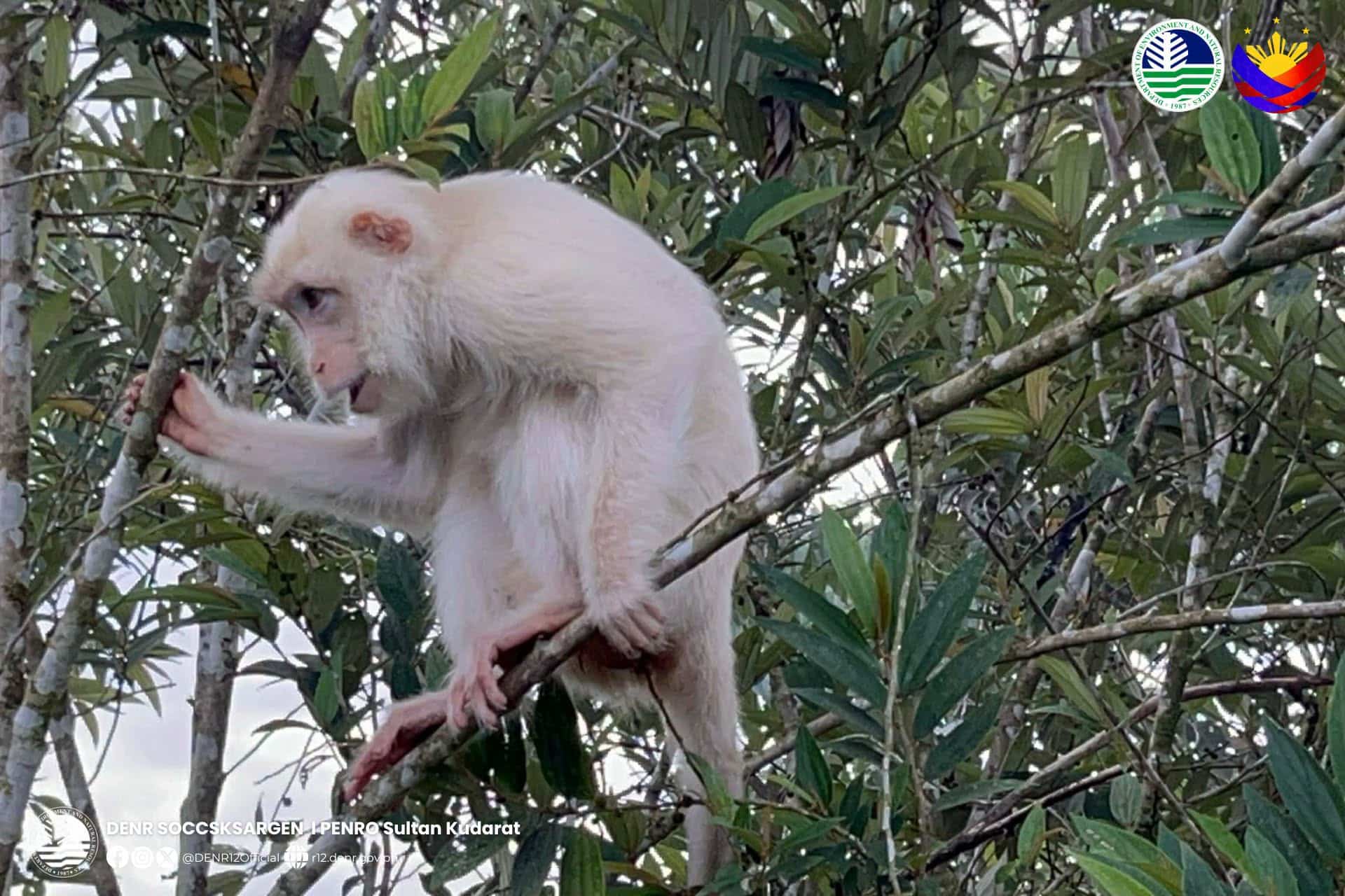 Rare White Monkey Sighted in Sultan Kudarat, Authorities Enhance Protection Measures