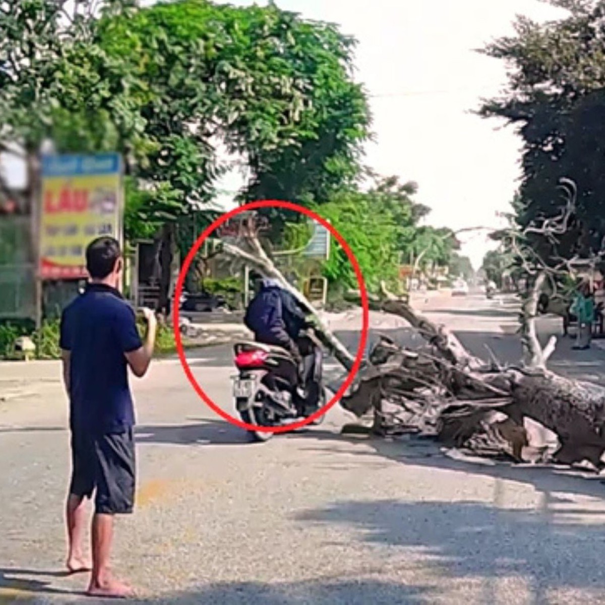 Tree Felling Accident in Thanh Hoa, Vietnam, Leads to Fatalities and Legal Scrutiny