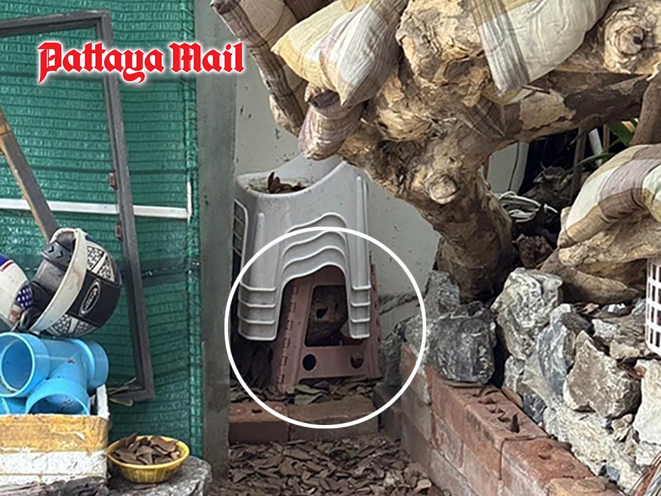 Giant Wasp Nest Removed by Firefighters in Jomtien Storage Area