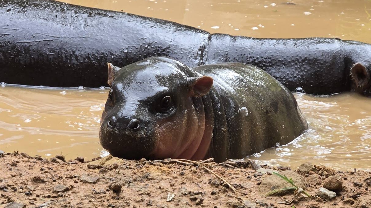 ムー・デンの姪、コーンケン動物園で「ムー・ナム・トク」と名付けられる