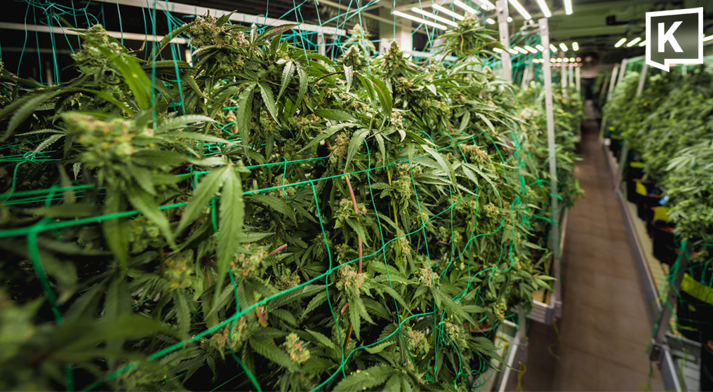 Thailand's Health Ministry Intensifies Cannabis Farm Inspections
