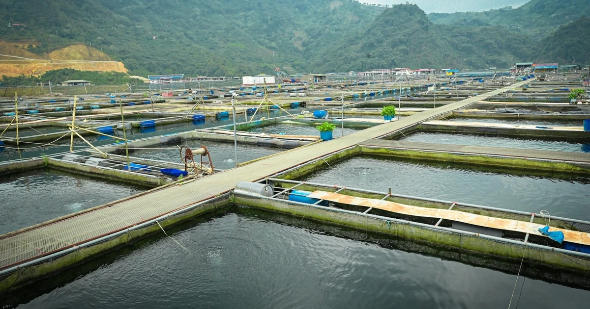 Vietnam-EFTA FTA Opens New Growth Avenues for Seafood Sector