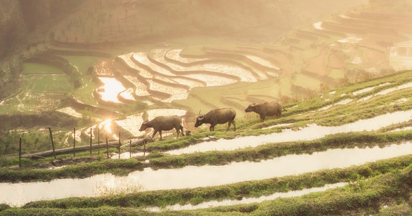 Vietnam Earns High Praise as a Worthwhile Destination for Travelers