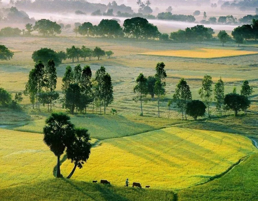 Palmyra Palm Fields Emerge as An Giang’s Hottest New Photo Spot