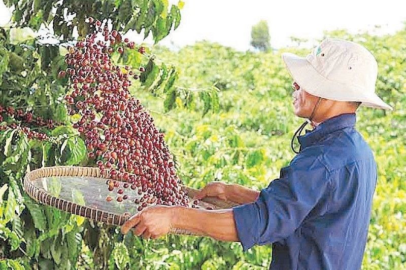 Nestle Philippines Holds Off on Coffee Price Hikes Amid El Niño Concerns