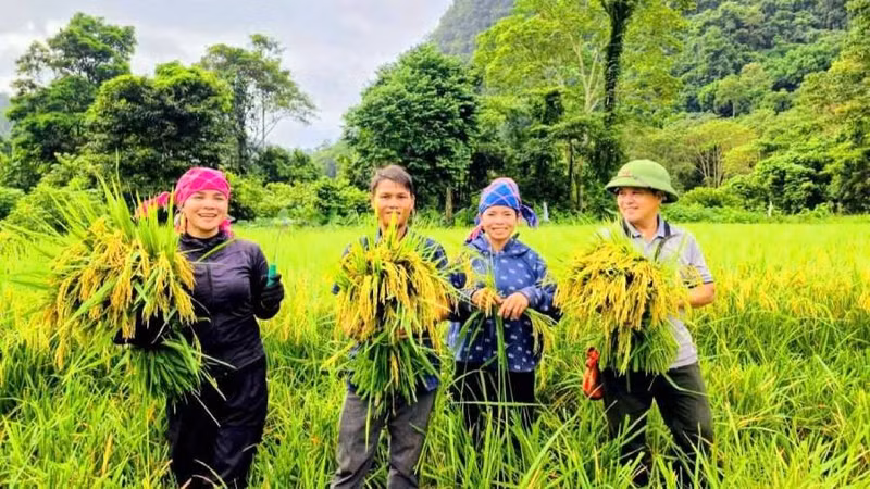 Bru-Van Kieu Ethnic Group in Quang Tri Harvest Paddy Rice After 20 Years