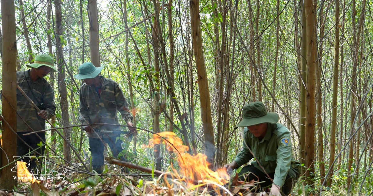 Vietnam Steps Up Forest Fire Prevention Amid Extreme Heat