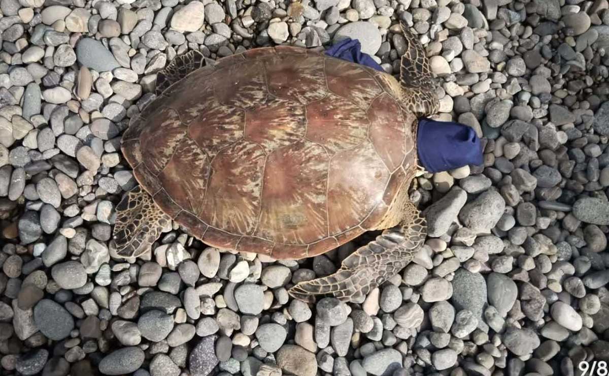 イサベラ州でウミガメ救出、漁網から解放