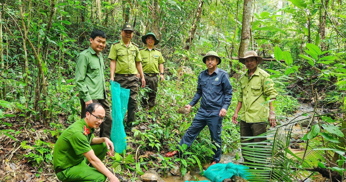 Kon Ka Kinh National Park releases 31 endangered wild animals to natural habitat