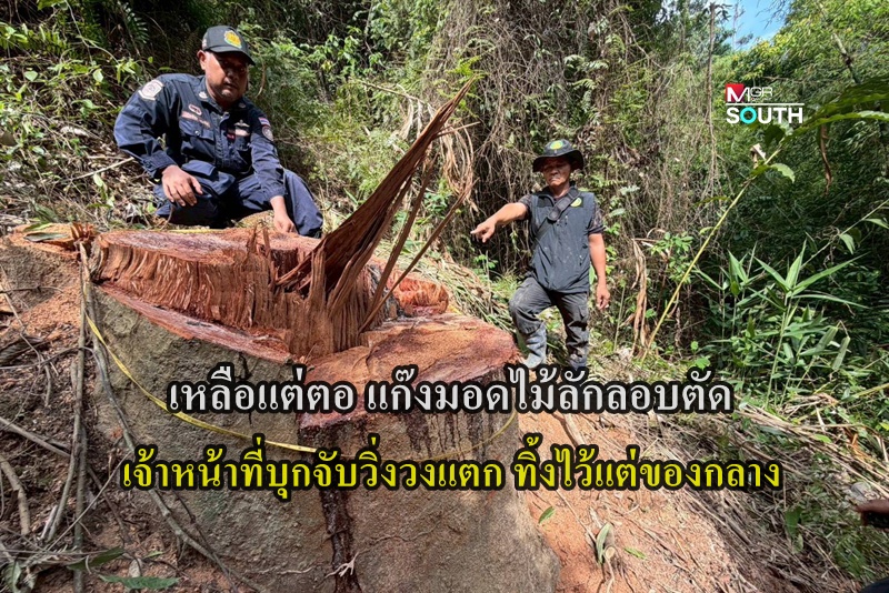 Illegal Logging Gang Busted in Southern Thailand Forest Reserve, Timber and Machinery Seized