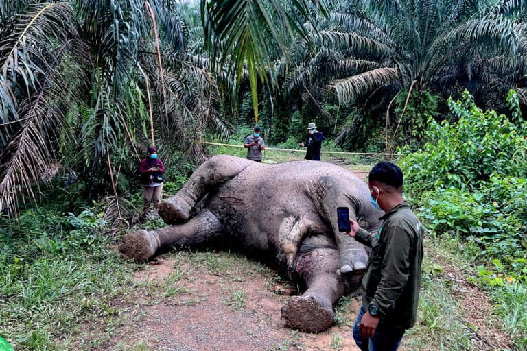 スマトラゾウ、アチェ・タミアンで死骸発見 密猟か?原因調査へ