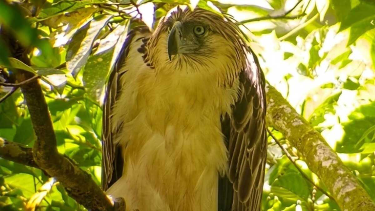 PH Eagle Lakpue Rescued in Leyte After Talon Injury
