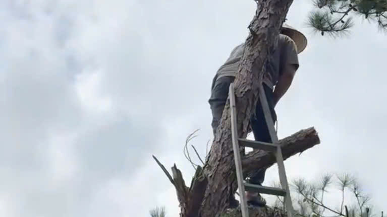 Da Lat Man Fined VND 35 Million for Cutting Pine Tree in Home Garden