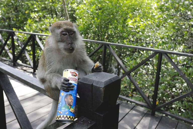Feeding Wild Monkeys, Good Intentions Lead to Disease Spread