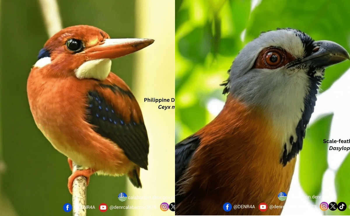 Four New Bird Species Recorded in Rizal Protected Landscape, Enhancing Biodiversity