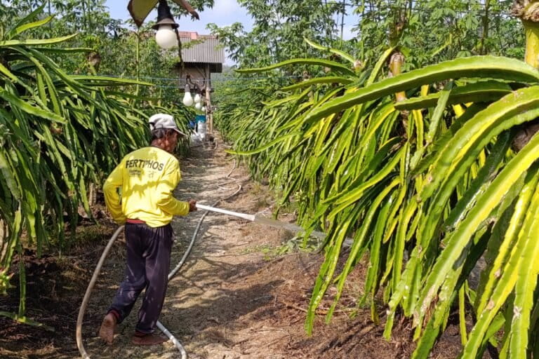 Illegal Gold Mining Threatens Farmers in Banyuwangi, Indonesia