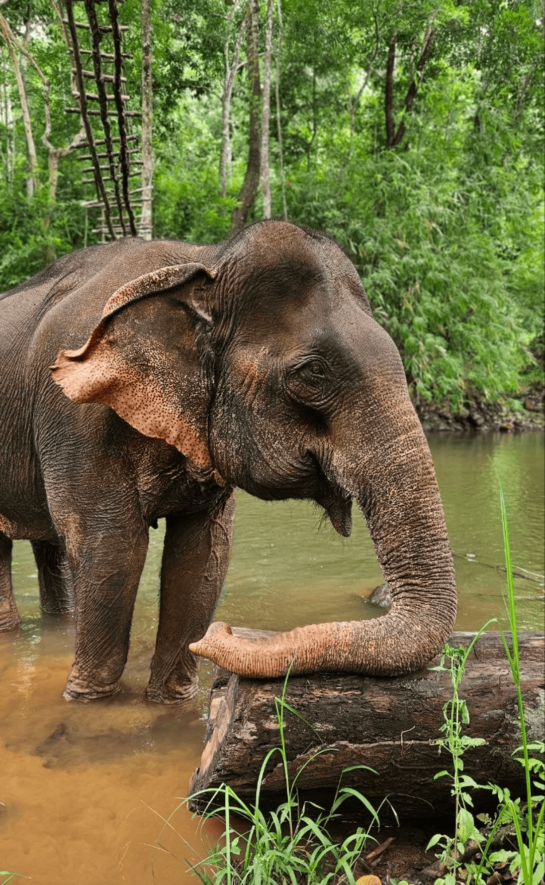 モン・ドゥルキルの象保護プロジェクト、持続可能な観光と動物福祉の両立に貢献