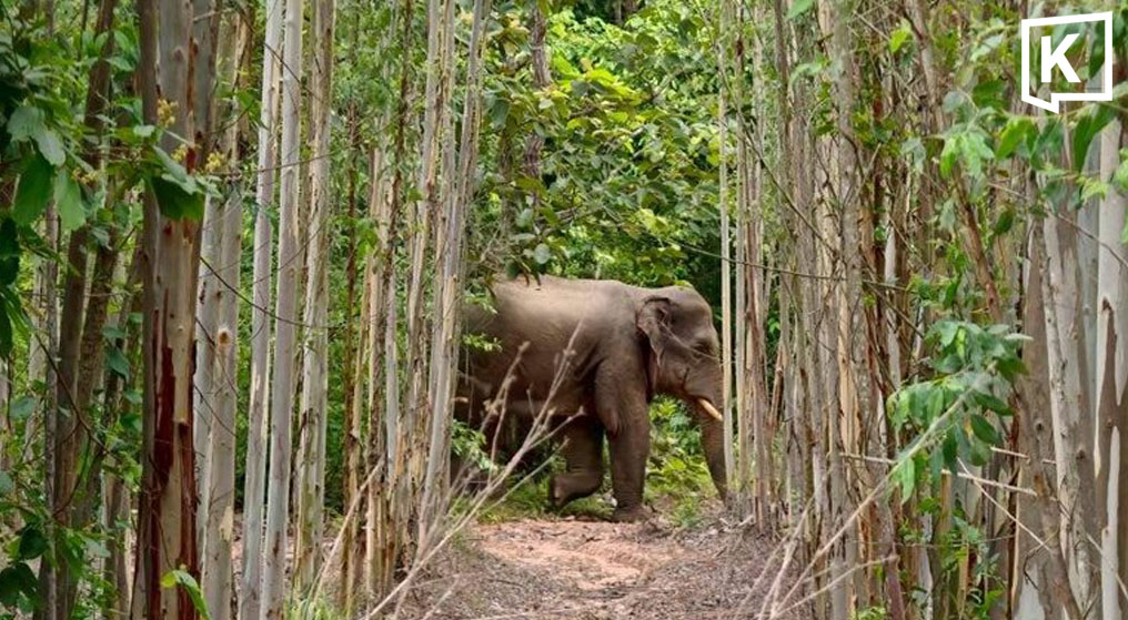 迷子の象、タプラーン国立公園へ誘導 国立公園当局がドローン駆使