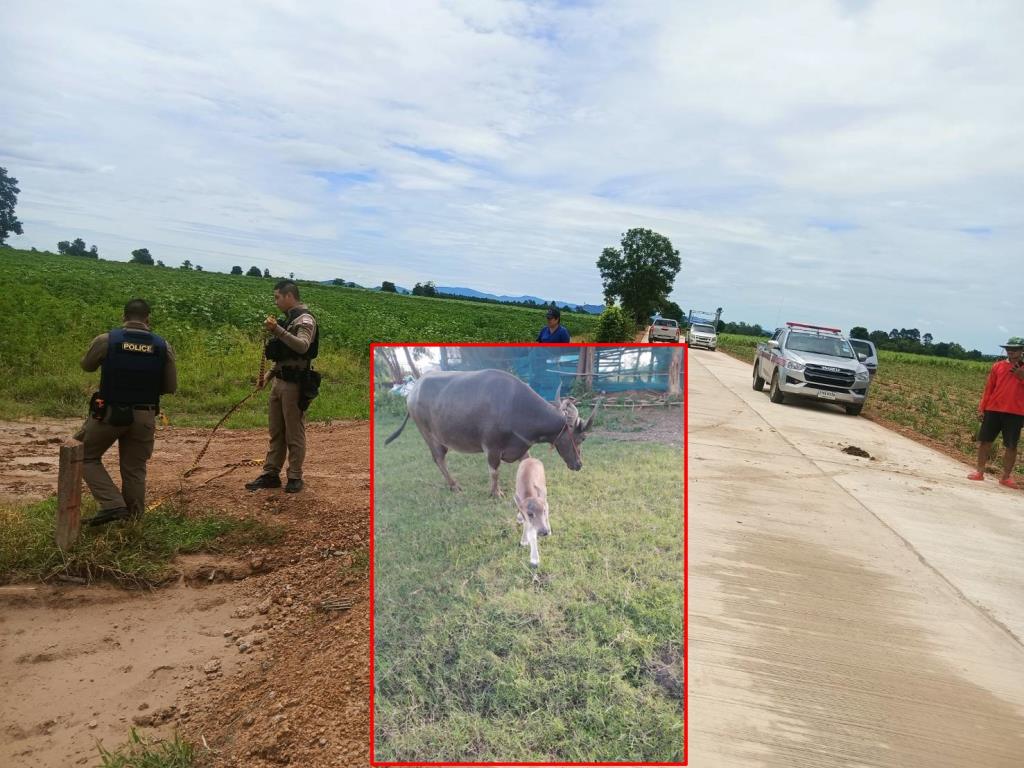 Uthai Thani Police Hunt "Buffalo Thief Boss" After Six Cattle Stolen