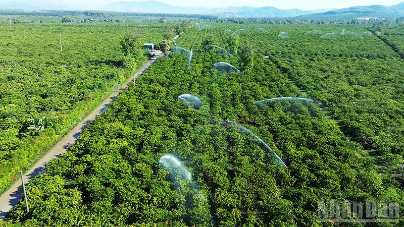 Proactive Water Management Secures Crop Vitality in Dak Ha, Quang Ngai Province