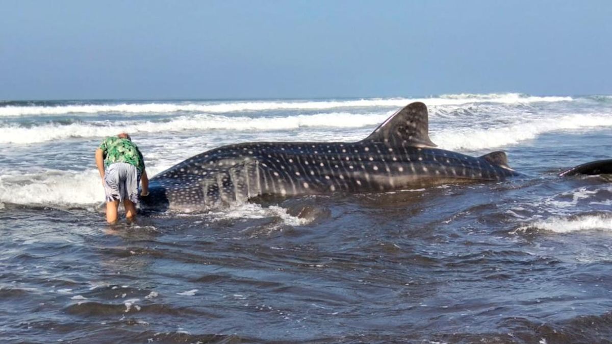バリ島で珍しいジンベエザメ漂着、当局が保護と調査に着手