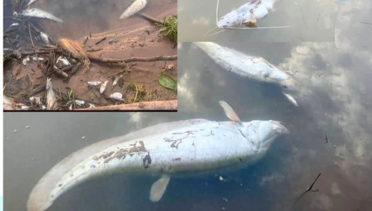 チャンパサク県セドン川で魚の大量死が発生、当局が毒性への警戒を呼びかけ