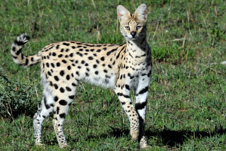Why Do Some Cats Have Stripes and Others Spots? Genetic Research Unravels Fur Patterns
