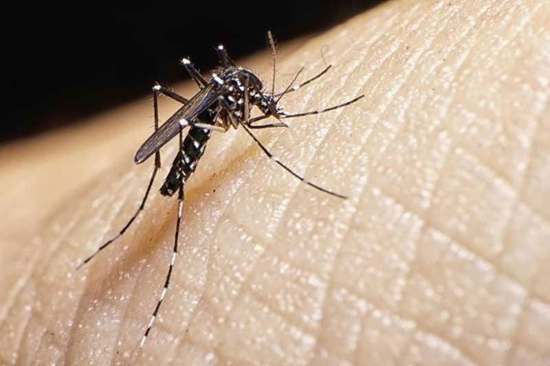 Philippines Reports 46% Drop in Dengue Cases, But Some Areas Breach Alert Thresholds