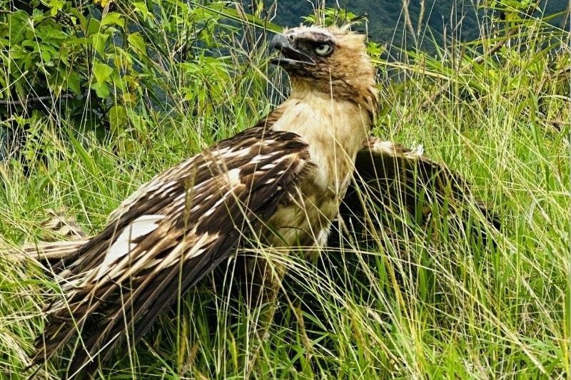 フィリピン猛禽類、レイテ島で初営巣記録 絶滅危惧種の保護に希望