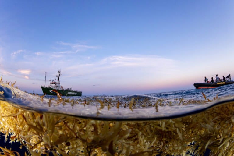 Sargasso Sea: The World's Only Sea Without Coastlines, Featuring Floating Forests in the Atlantic
