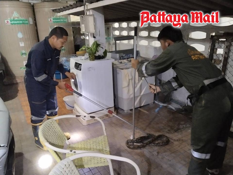 パタヤで3メートル級ニシキヘビ捕獲、消防隊が住民に注意喚起