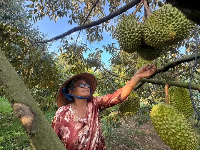 Phu Quoc’s durian attracts strong demand due to its superior quality