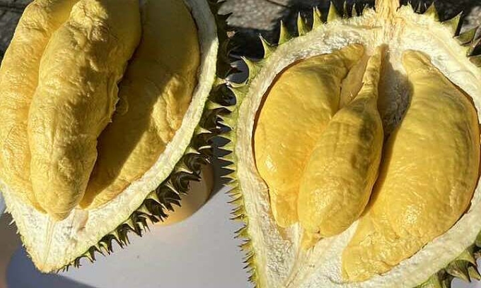 Ri6 Durian Prices Plunge to Record Low Amid Surging Thai Supply