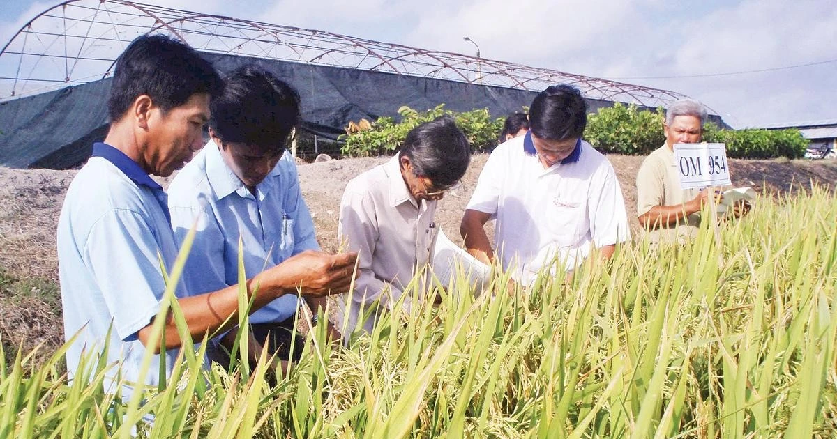 Vietnam Deploys Agricultural Experts to Rural Areas to Boost Production