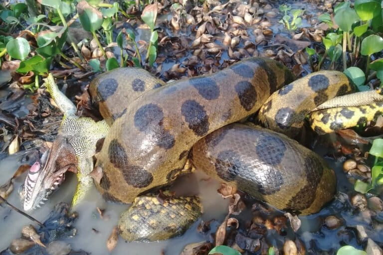 World's Longest Snake Record Broken by Indonesian Python: 7.22 Meters