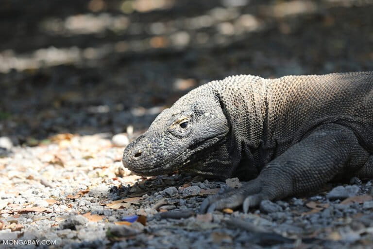 Komodo Dragon Bites: Misconceptions and Accidental Encounters