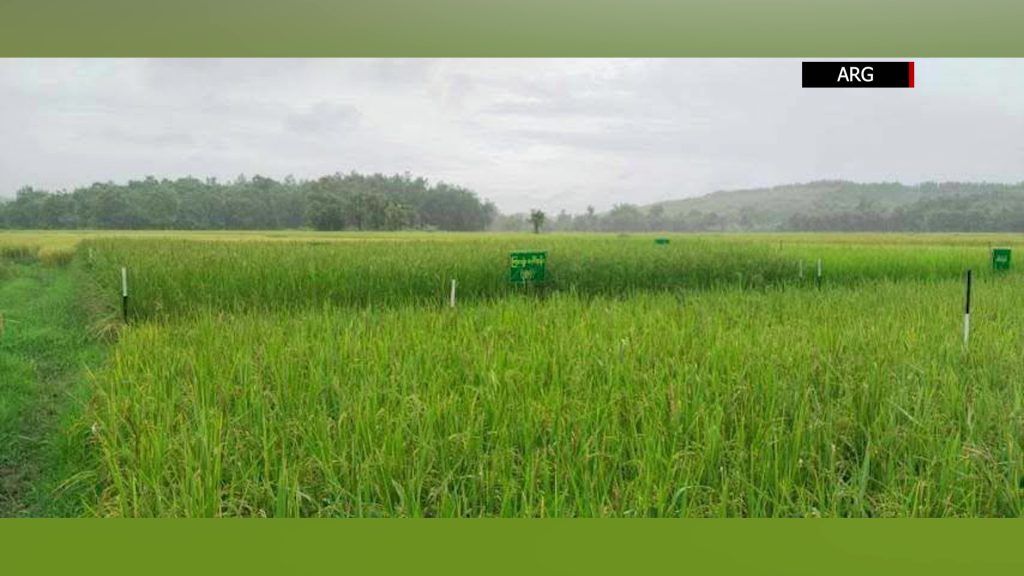 Over 10,000 acres of paddy fields submerged in Laymyethna