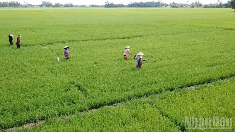 Vietnam Accelerates Regional Development Through Cooperative Economy - Case Study of Vĩnh Thuận Đông Village, Cần Thơ City