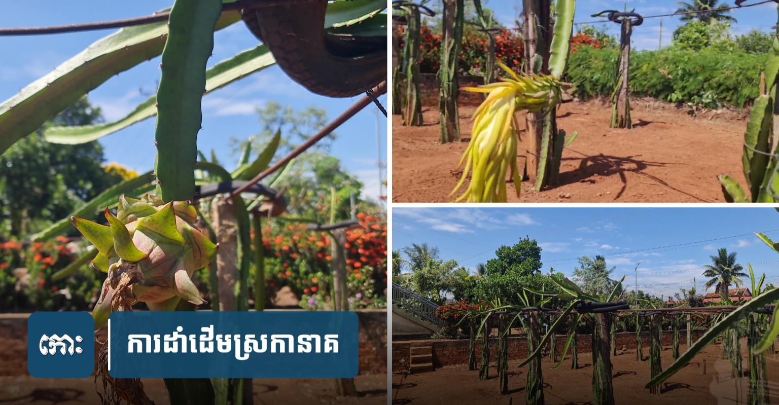 Elderly Farmer in Cambodia Cultivates Dragon Fruit for Livelihood