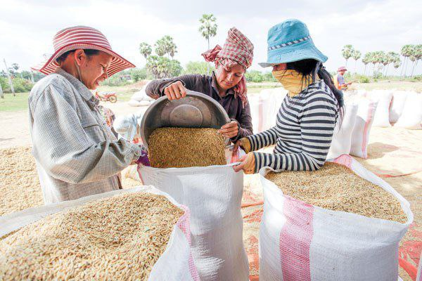 ADB、カンボジア農村部支援に7200万ドル融資 災害に強い農業へ