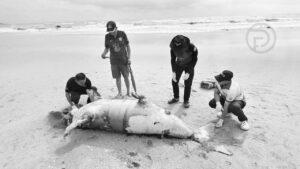 パンガーのビーチで希少ジュゴン死骸発見、海洋資源局が調査開始