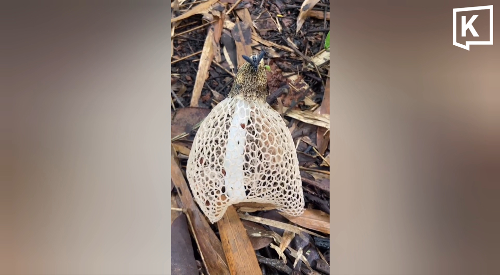 Rare Bridal Veil Stinkhorn Mushroom Discovered in Phayao Forest