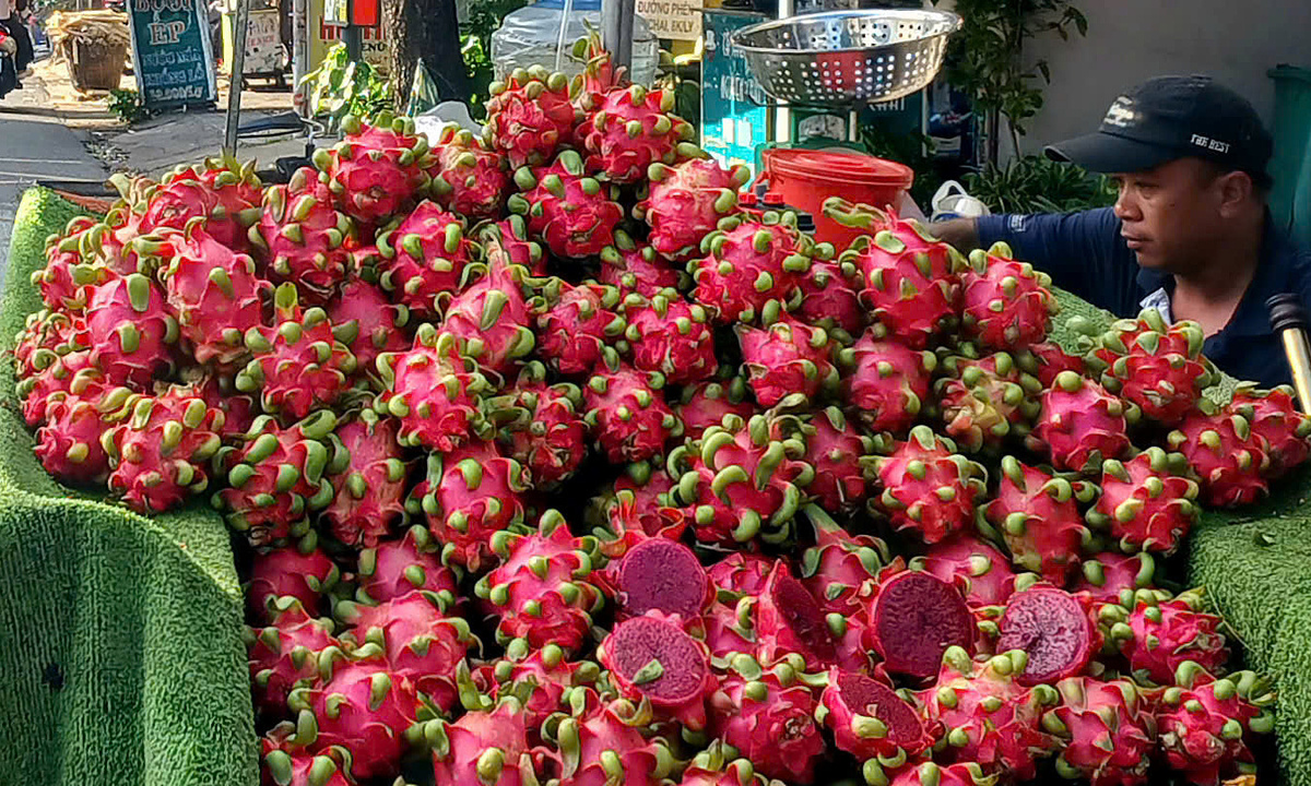 Dragon Fruit Prices Surge Due to Heavy Rains, Impacting Exports