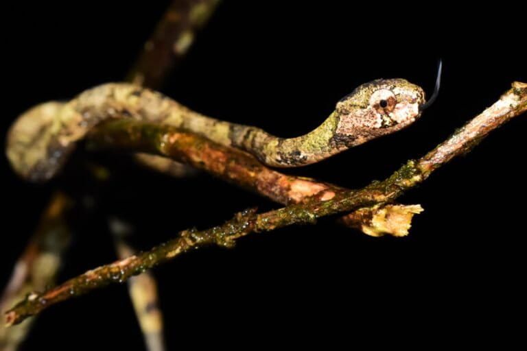 Giraffe Snail-Eater Snake, Mimicking Dry Twigs, Found on Mount Slamet Forest Floor