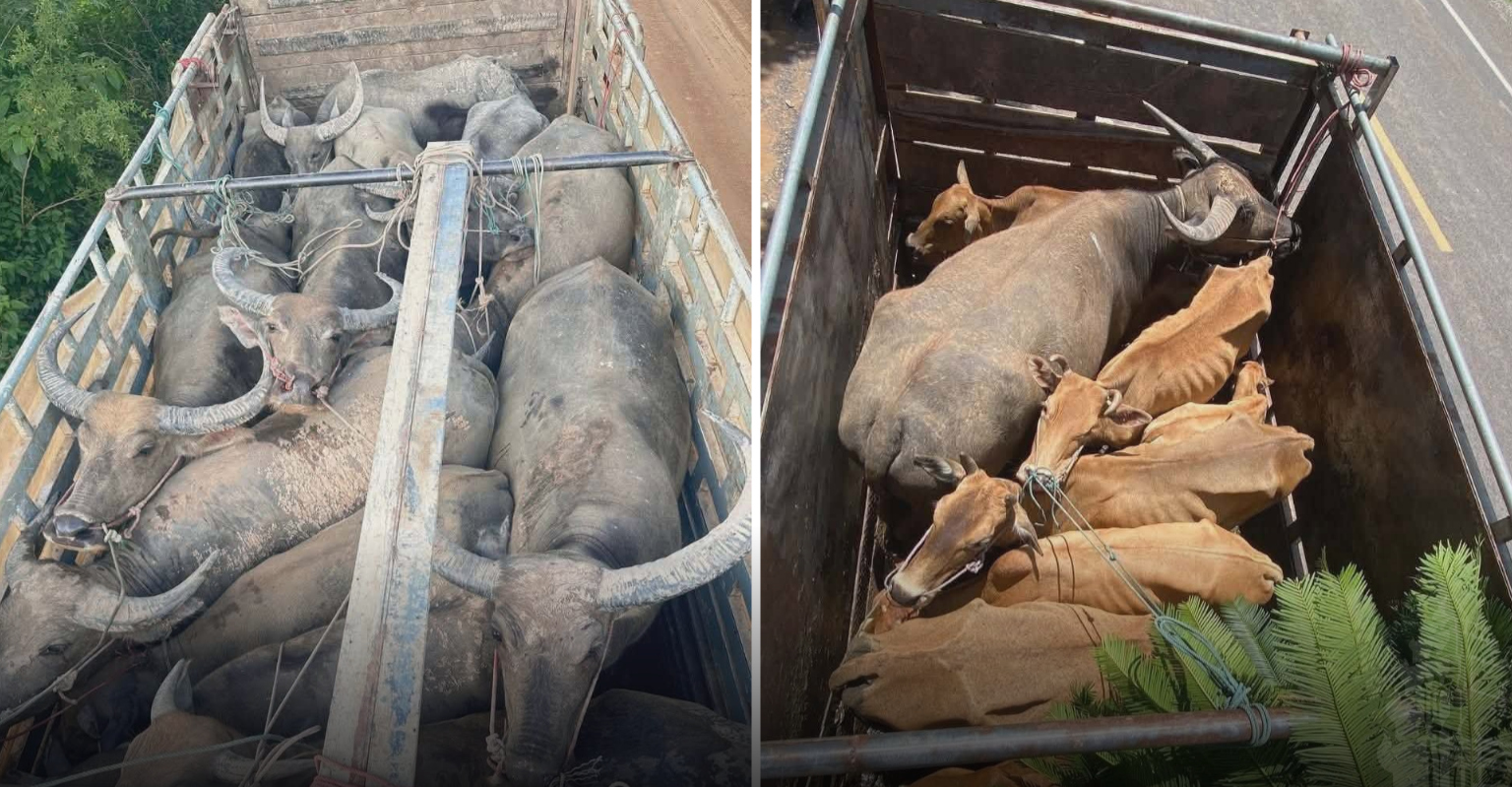 Cambodia Seizes Numerous Livestock Suspected of Illegal Smuggling, Border Security to be Strengthened