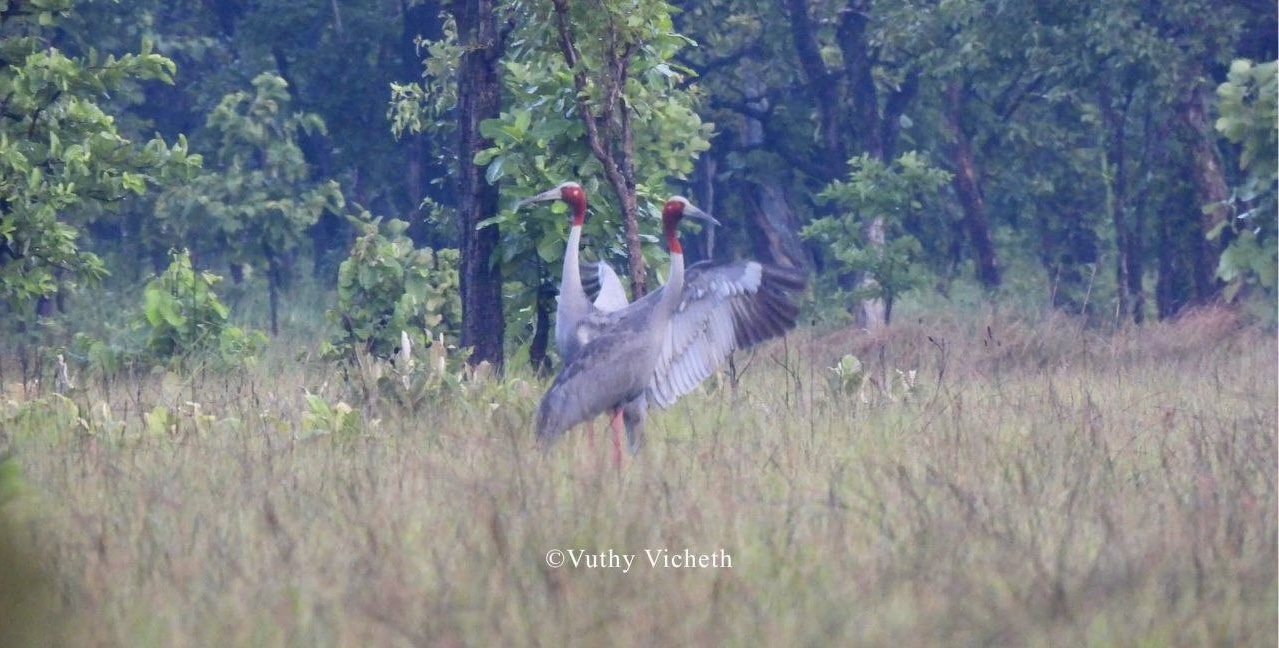 Three Sarus Crane Nests Found in Cambodia's Lumphat Wildlife Sanctuary Early in Breeding Season