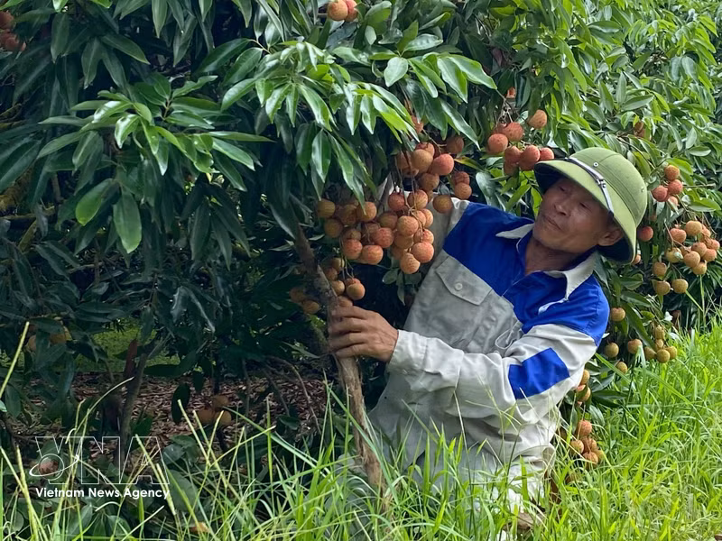 Digitalization Opens New Markets for Vietnamese Farm Produce, Producer Training Key