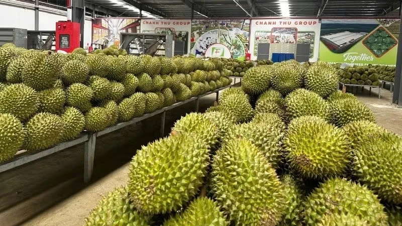ベトナム、農産物輸出の簡素化へ 生産・梱包コード手続きをオンライン化