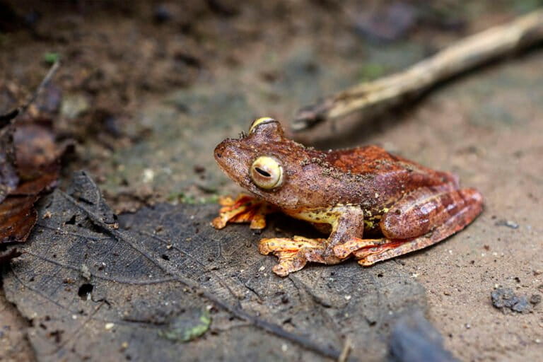 Sumatra's Elusive Harlequin Tree Frog: A Rare Amphibian in Forest Habitats